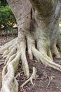 Tree roots, plane tree trunk Royalty Free Stock Photo