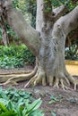 Tree roots, plane tree trunk Royalty Free Stock Photo