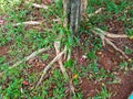 The tree roots of the plant Royalty Free Stock Photo