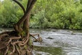 Tree Roots and River Rapids