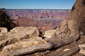 Tree roots and rocks Royalty Free Stock Photo