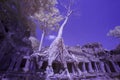 Ruins of Preak Khan in Cambodia in infrared