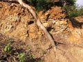 Tree roots in a soil bank in Madeira Royalty Free Stock Photo