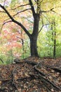 Exposed Tree Roots Sprinked With Autumn Leaves Royalty Free Stock Photo