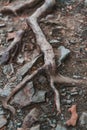 Tree roots sprouting through rocky mountain surface