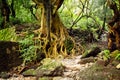 Tree with roots and stairs in the jungle Royalty Free Stock Photo