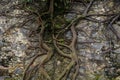 tree roots stuck in old stone wall in nature location Royalty Free Stock Photo