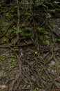 tree roots stuck in old stone wall in nature location Royalty Free Stock Photo