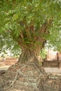 Giant Tree Roots, Sukhothai historical park, Thailand Royalty Free Stock Photo
