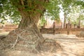 Giant Tree Roots, Sukhothai historical park, Thailand Royalty Free Stock Photo