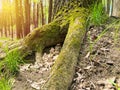 tree roots and sunshine in a green forest Royalty Free Stock Photo