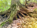 tree roots and sunshine in a green forest Royalty Free Stock Photo