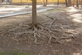 Tree roots on the surface of the ground