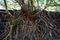 Tree roots, Swarn Durg, Dapoli, Maharashtra, India Royalty Free Stock Photo