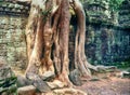 Tree Roots At Ta Prohm Royalty Free Stock Photo