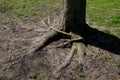 Tree roots tangled over each other. mutual strangulation can be a problem. in the country. park with lawn. Royalty Free Stock Photo