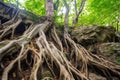 tree roots used as natural handholds on a cliff