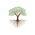 Tree with the roots vector illustrations