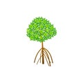 Tree and roots vector, mangrove tree illustration, mangrove plant Royalty Free Stock Photo