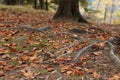 Tree roots visible through soil in autumn forest Royalty Free Stock Photo