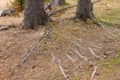 Tree roots visible through soil in forest Royalty Free Stock Photo