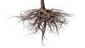 Tree roots on white background Royalty Free Stock Photo