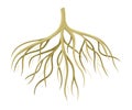 Tree rootstalk, bush or shrub root system. Botany or dendrology design element vector illustration