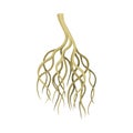 Tree rootstalk, bush or shrub underground stem. Botany or dendrology design element vector illustration