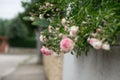 Tree rose behind the fence. Slovakia Royalty Free Stock Photo