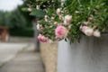 Tree rose behind the fence. Slovakia Royalty Free Stock Photo