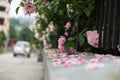 Tree rose behind the fence. Slovakia Royalty Free Stock Photo