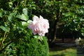 Tree rose, Rosa \'Myriam\', blooms with strong antique pink flowers in July in the park. Berlin, Germany Royalty Free Stock Photo