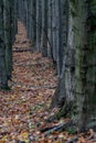 tree row of linden trunks in a forest in the White Carpathians in the Czech Republic Royalty Free Stock Photo