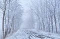 Tree rows and countryside road in frost Royalty Free Stock Photo