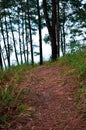 Tree rows and walkway through the forest. Muddy path inside the jungle.