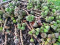 Fruits of Roxburgh fig, elephant ear fig tree Ficus auriculata are produced on thin branches emerging from the trunk or from the