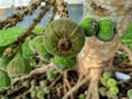 Fruits of Roxburgh fig, elephant ear fig tree Ficus auriculata are produced on thin branches emerging from the trunk or from the