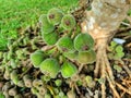Fruits of Roxburgh fig, elephant ear fig tree Ficus auriculata are produced on thin branches emerging from the trunk or from the