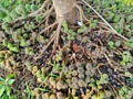 Fruits of Roxburgh fig, elephant ear fig tree Ficus auriculata are produced on thin branches emerging from the trunk or from the