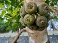 Fruits of Roxburgh fig, elephant ear fig tree Ficus auriculata are produced on thin branches emerging from the trunk or from the