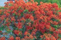 A Tree of Royal Poinciana