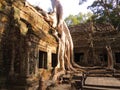 Tree Ruin Angkor Wat Siem Reap Cambodia