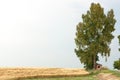 Tree with ruin