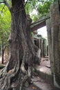 Tree in ruins in Angkor