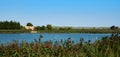 A tree in a rural house without roof, in the lagoon of Caorle, in Brussa, province of Venice.