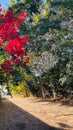 Big tree on one street and on the other side, red flowers of a bougainvillea. Royalty Free Stock Photo
