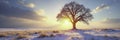 Tree s branches stretch towards the sun in a snowy field, sunlight, open sky Royalty Free Stock Photo