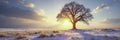 Tree s branches stretch towards the sun in a snowy field, sunlight, open sky Royalty Free Stock Photo