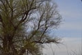 A Tree in Sacramento NWR