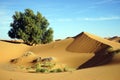 Tree in sand desert